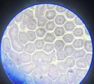 OBSERWACJE MIKROSKOPOWE JAKO ŹRÓDŁO WIEDZY BIOLOGICZNEJ..., foto nr 1, 