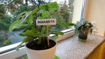 Nasza wymarzona Ekopracownia, foto nr 58, 