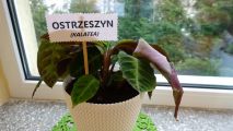 Nasza wymarzona Ekopracownia, foto nr 60, 